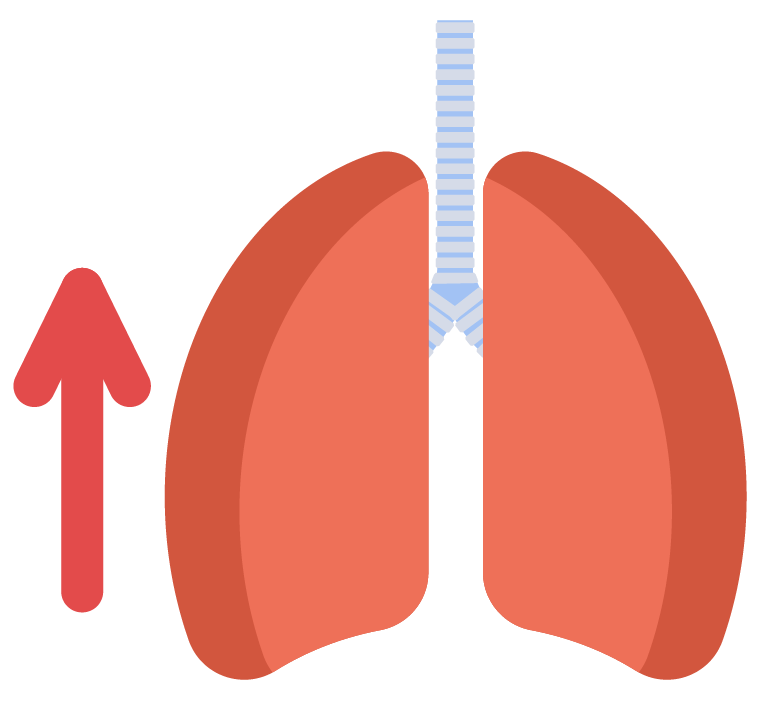 Lungs