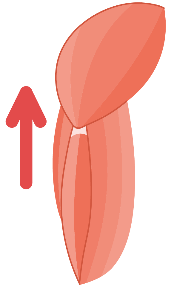 Muscles