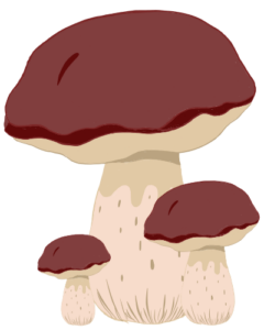 mushrooms
